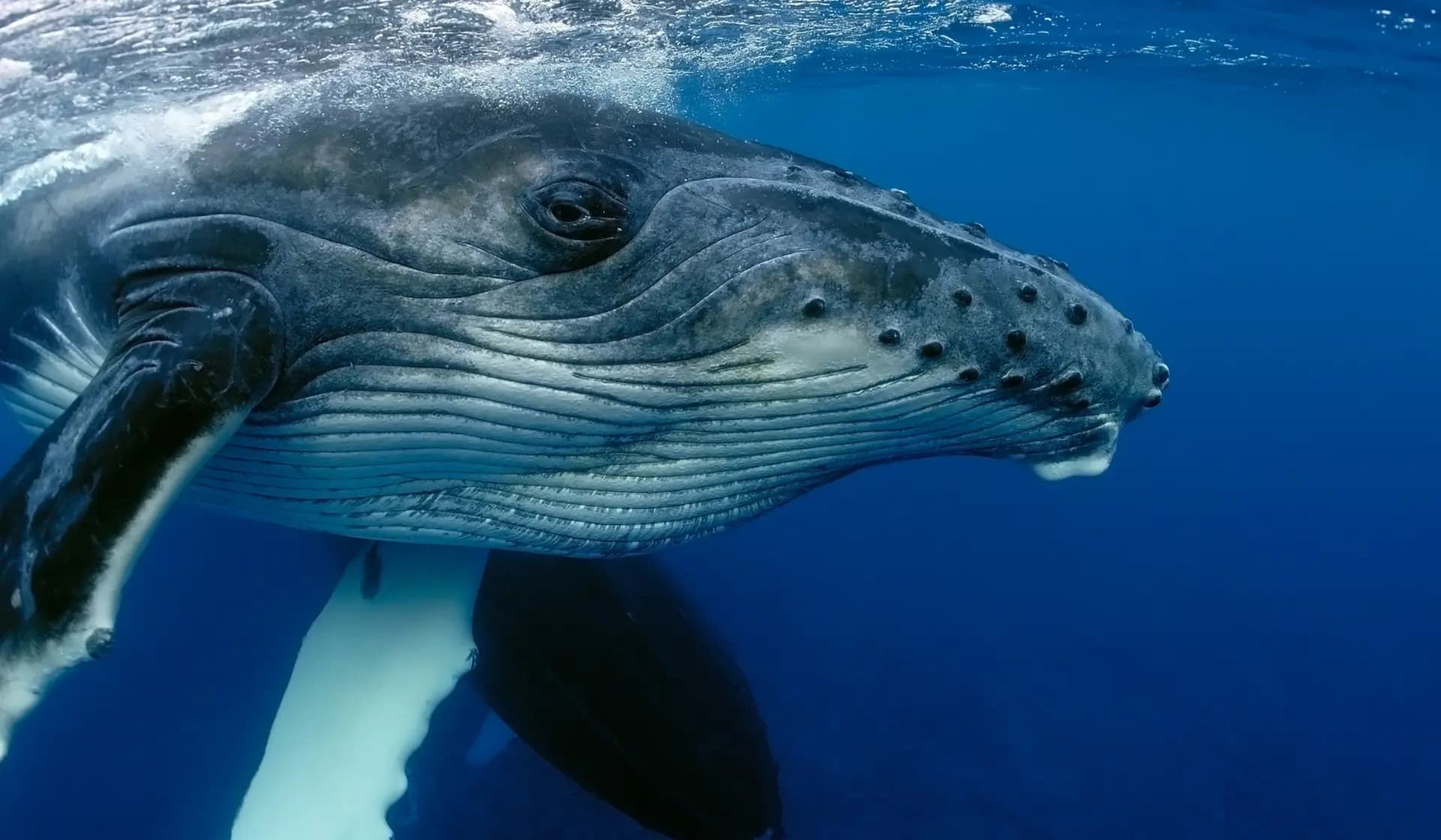 The Rise of Ocean Rights: A-LAW and marianthi baklava Shaping Policy