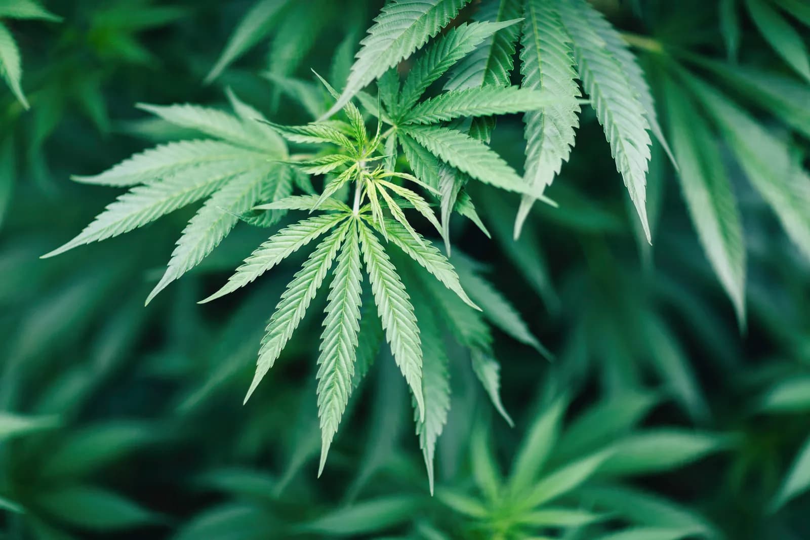 Csc hamburg – Cannabis verantwortungsvoll genießen