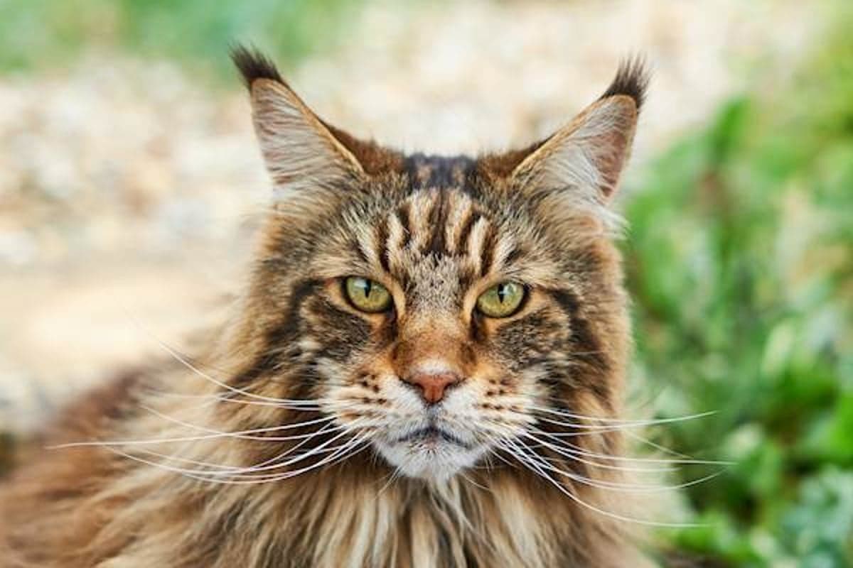 Sacramento’s Cutest Maine Coon Kittens Available Now