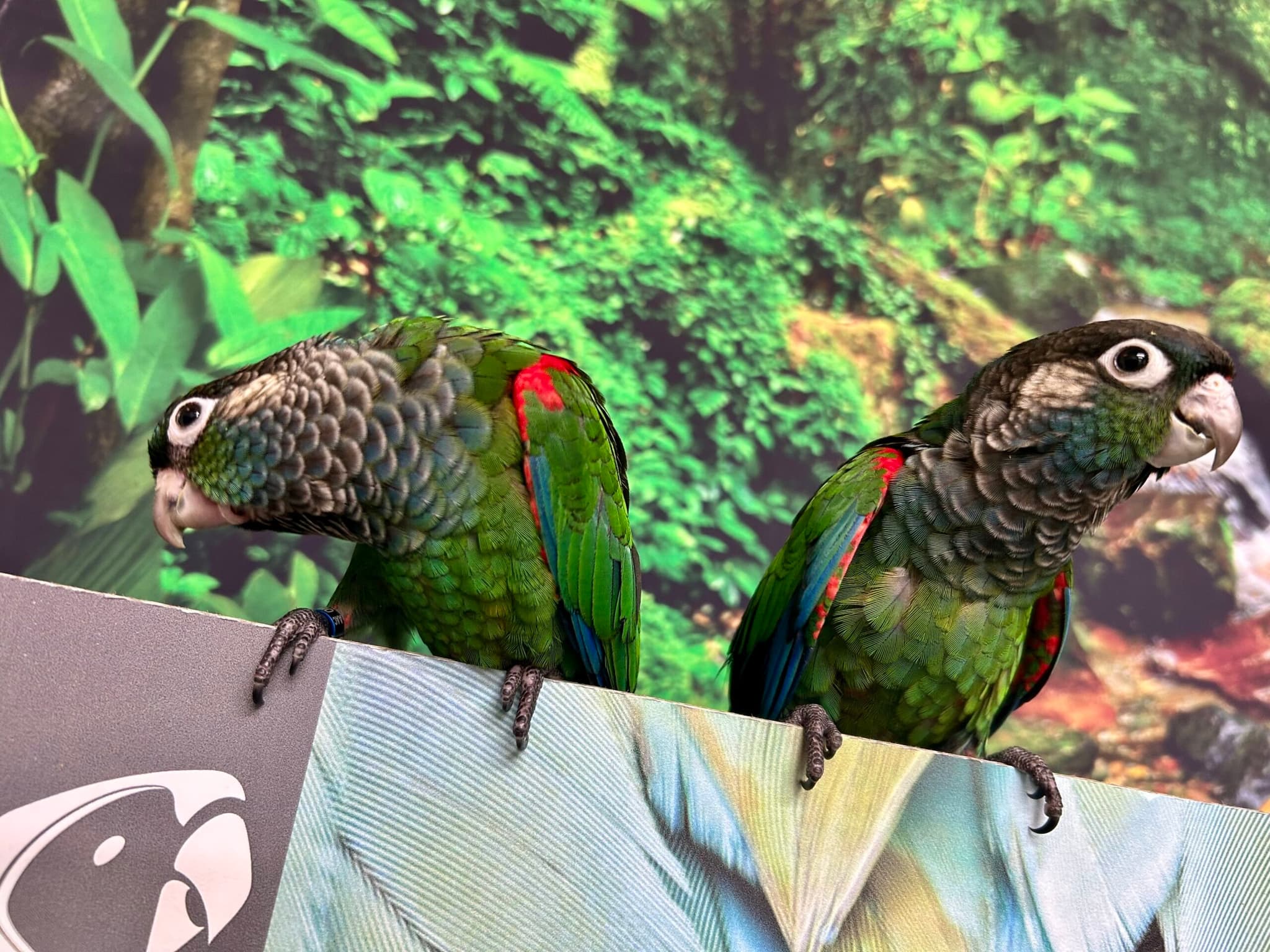 Parrots for Sale – Trusted Source Amazing Birds Farm
