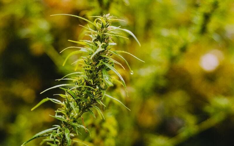 Madrid Cannabis Club | Elite Private Spaces by Clubs Cannabis Madrid