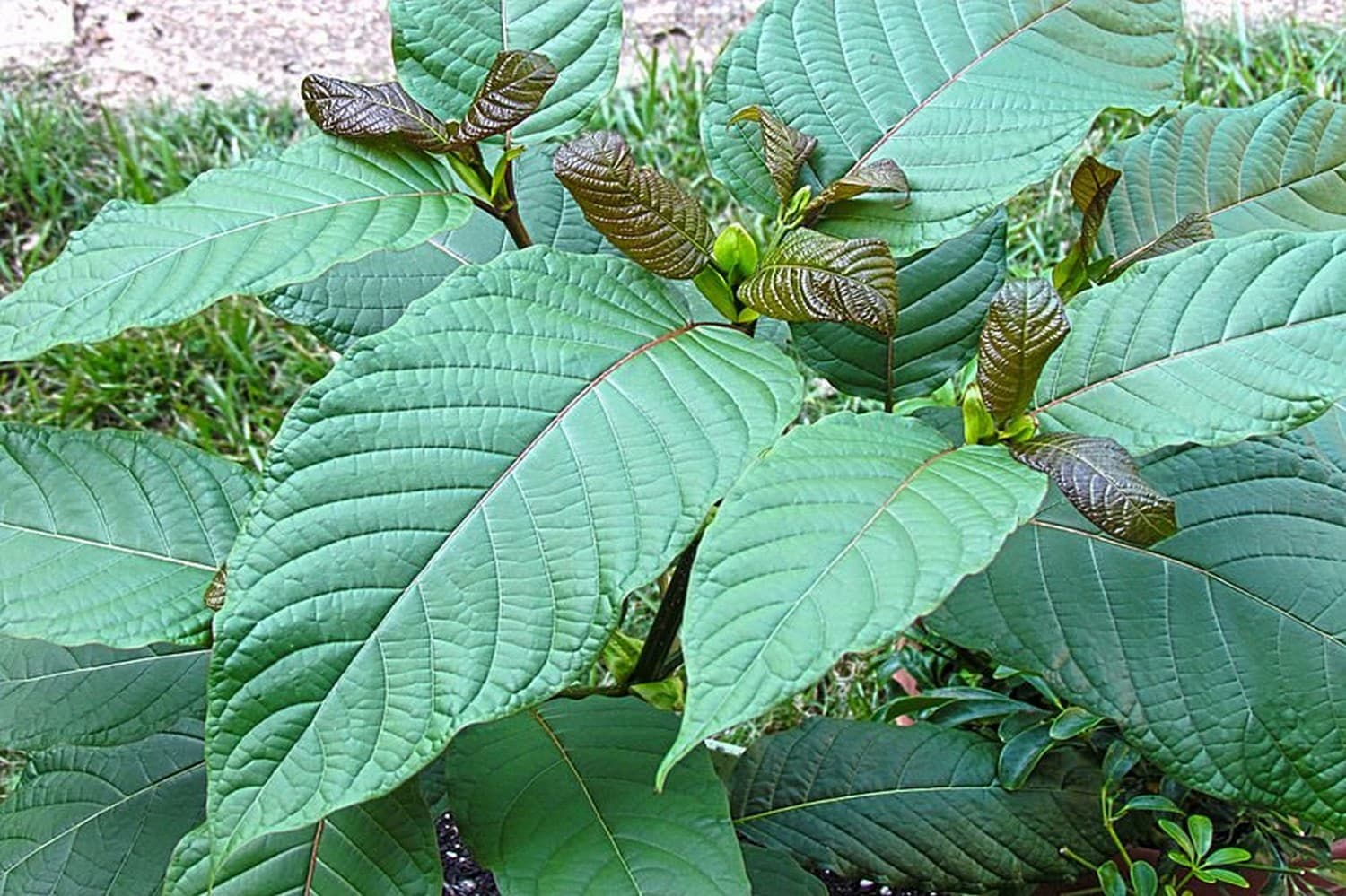 Kratom Tea Shop Chiang Mai for Fresh Herbal Drinks
