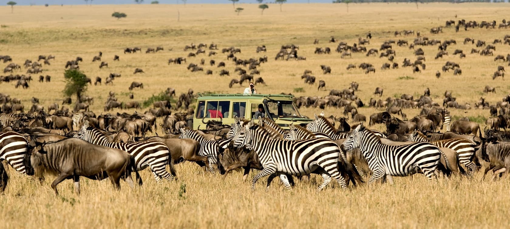 Safari from Zanzibar: Your Guide to a Memorable African Adventure