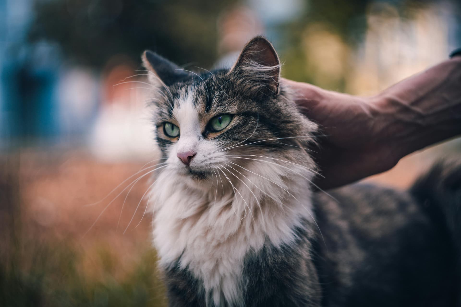 Maine Coon Cats for Sale – Raised with Love and Care