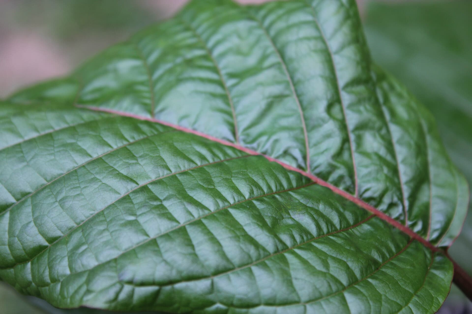Explore the Most Unique Kratom Tea Shop Chiang Mai Has to Offer