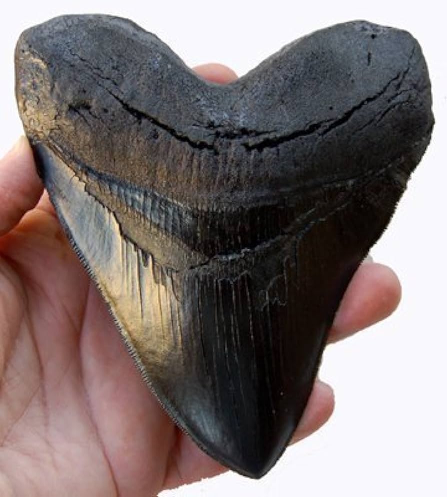 VISIT FOSSIL DRIVEN’S MEGALODON COLLECTION: A COLLECTOR’S PARADISE