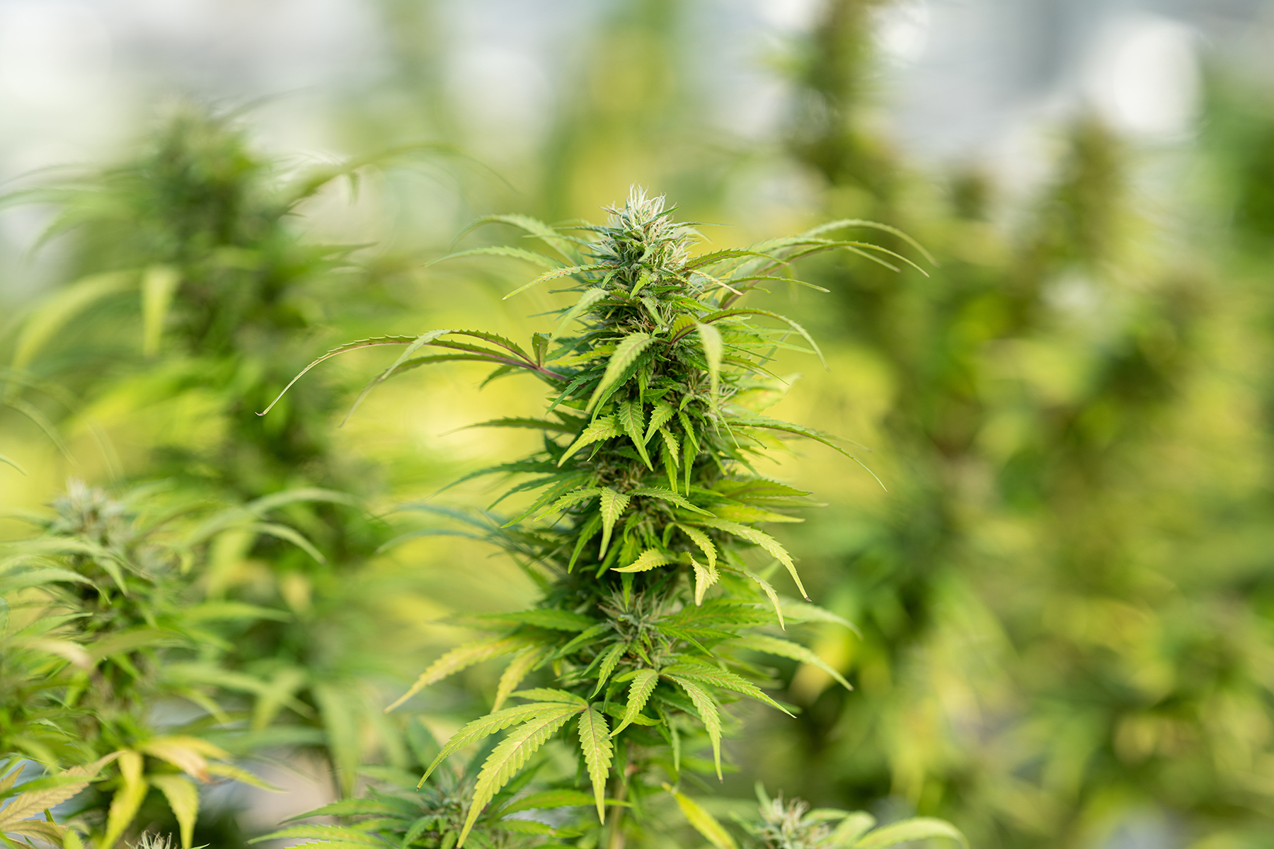 Wholesale CBD Edibles – Miami Rave Supplies Top-Quality Edibles in Bulk