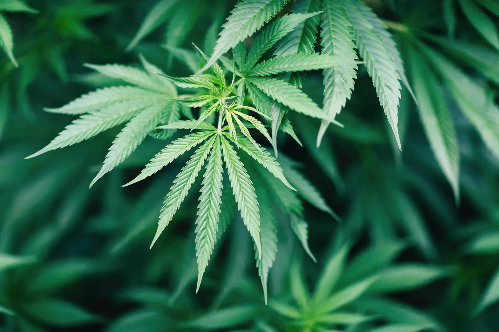 Csc hamburg – Cannabis verantwortungsvoll genießen