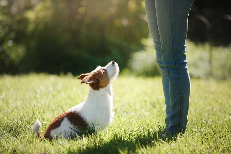Find the Best Dog Dock Diving Near Me for Thrilling Canine Fun