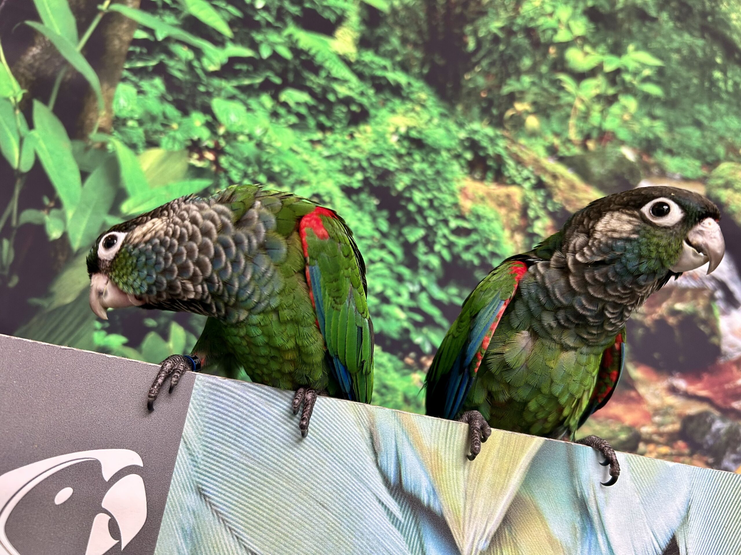 Parrots for Sale – Trusted Source Amazing Birds Farm