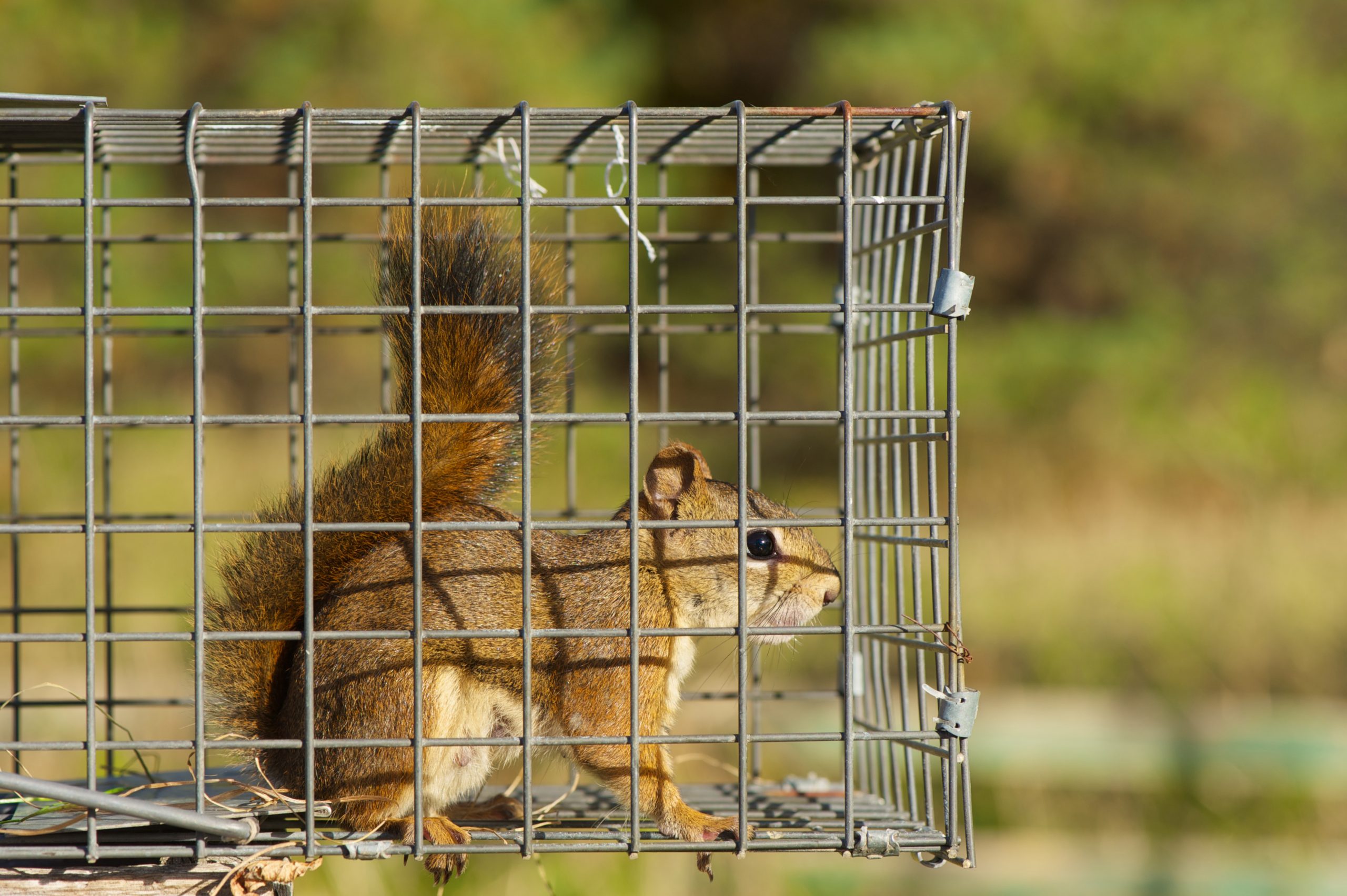 Trusted Squirrel Removal Near Me Services in Toronto