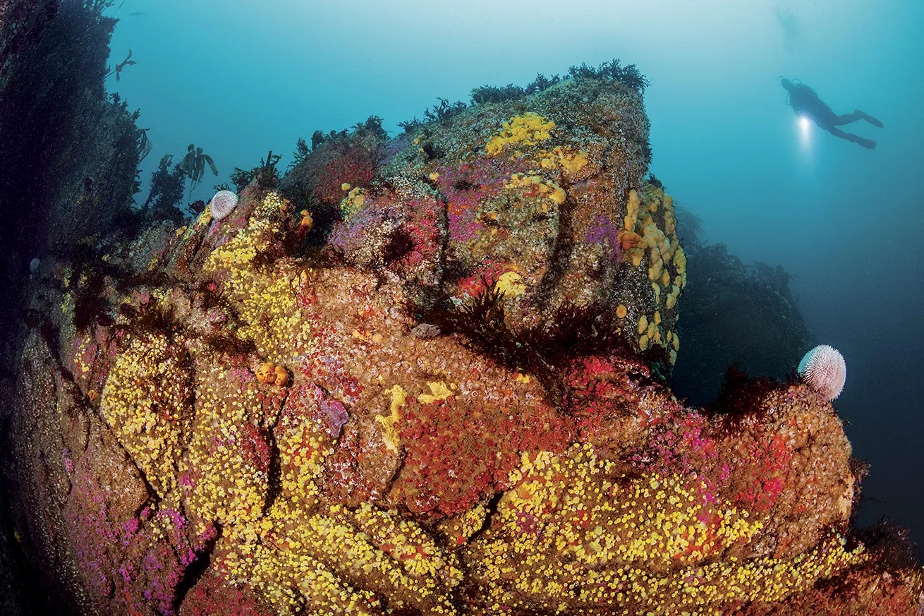 Advanced Adventures with Boat Diving Northern Ireland
