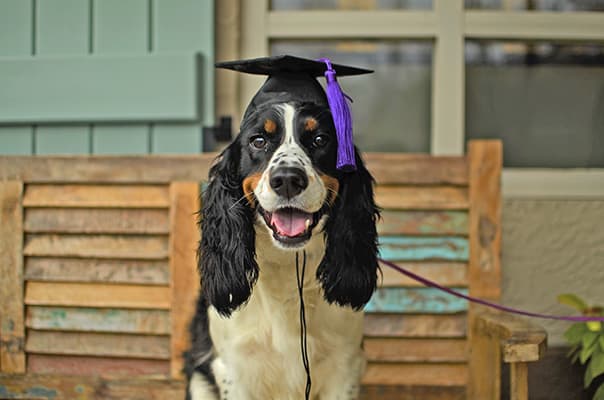 Find Expert Dog Diving Near Me for Safe and Fun Training