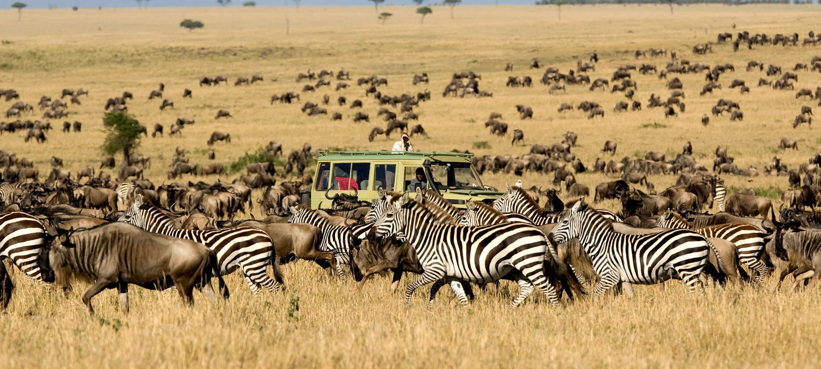 Safari from Zanzibar: Your Guide to a Memorable African Adventure