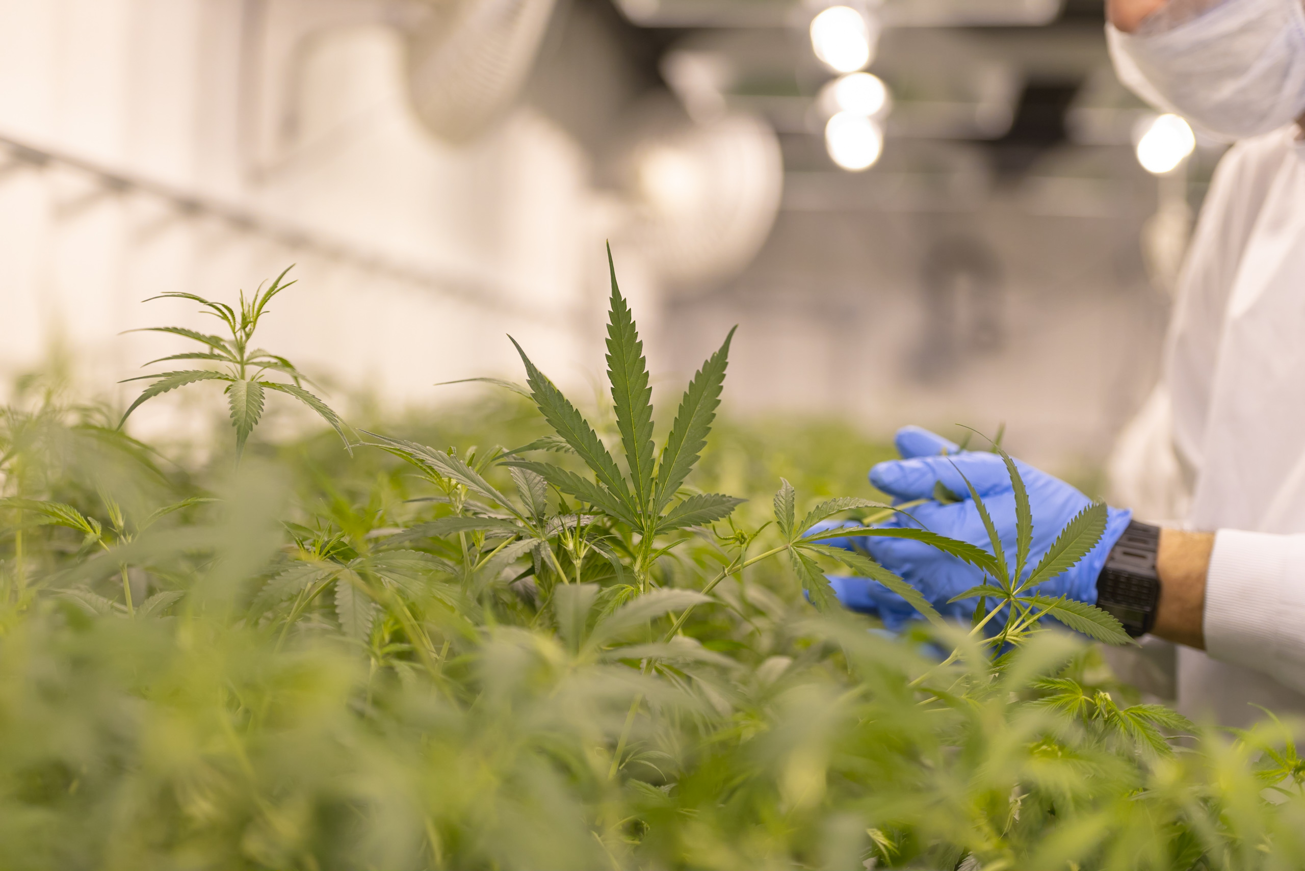 Wholesale CBD Edibles: Fresh Baked Infusions