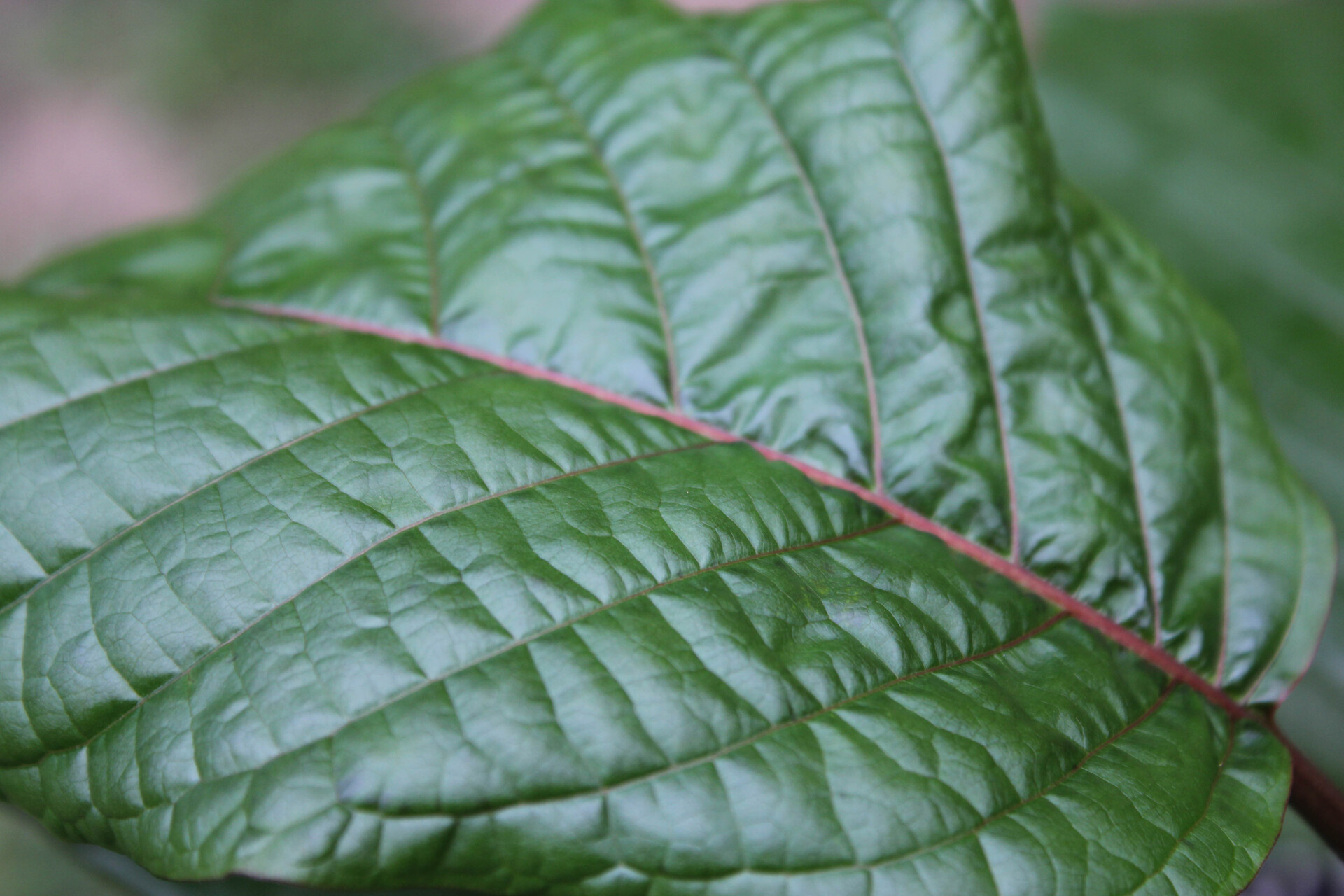 Explore the Most Unique Kratom Tea Shop Chiang Mai Has to Offer