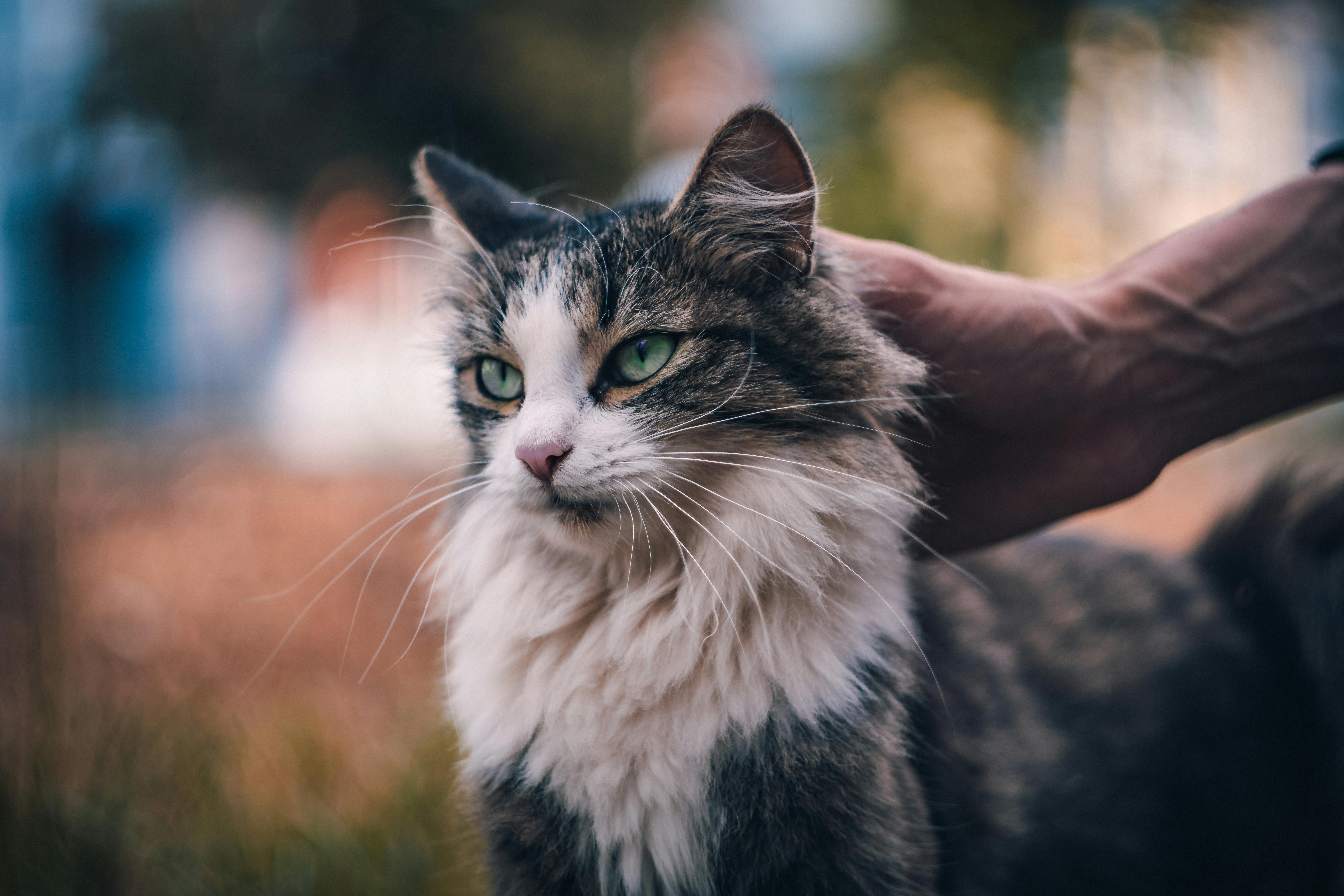 Maine Coon Cats for Sale – Raised with Love and Care