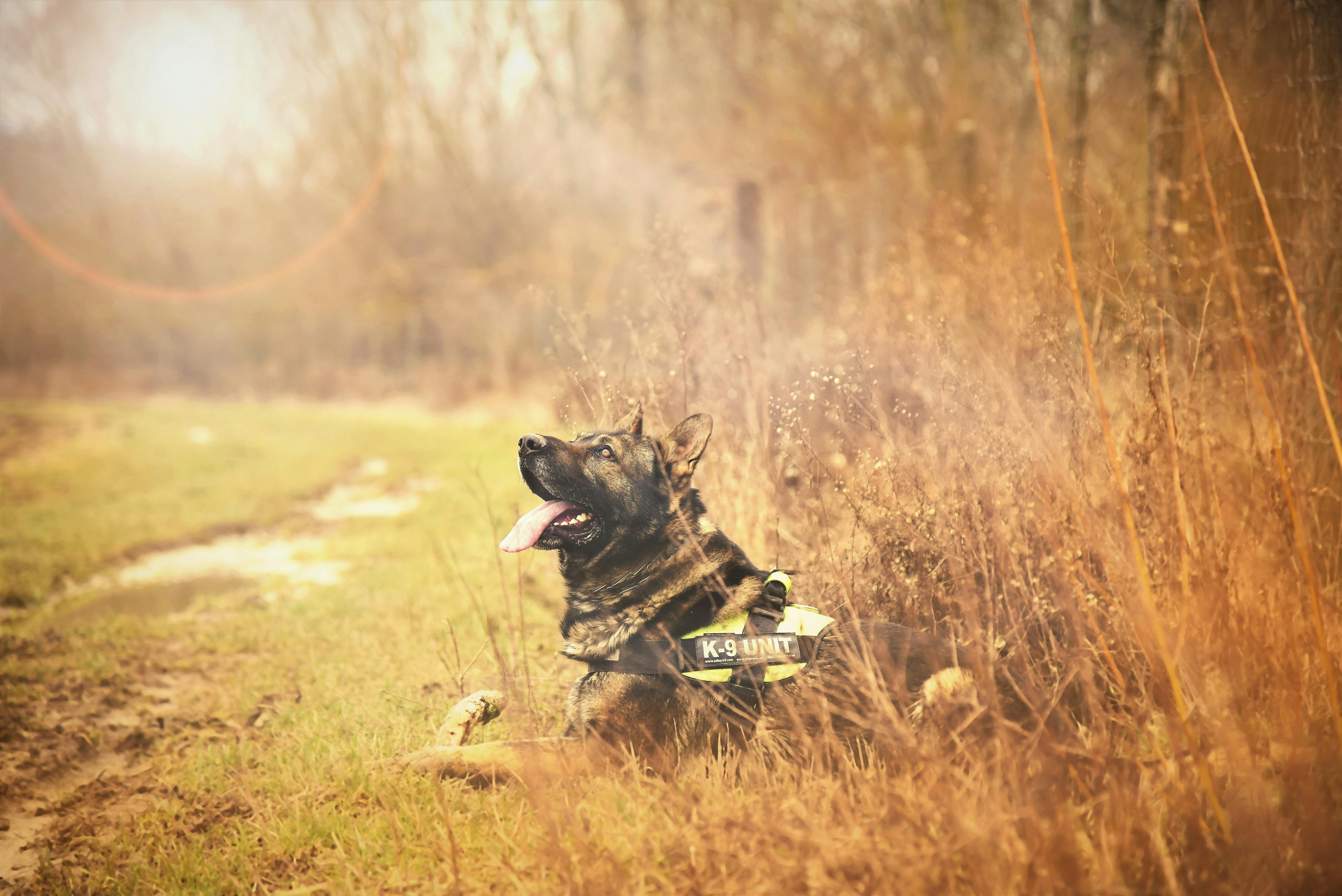 Security Dog Services Birmingham for Maximum Site Protection