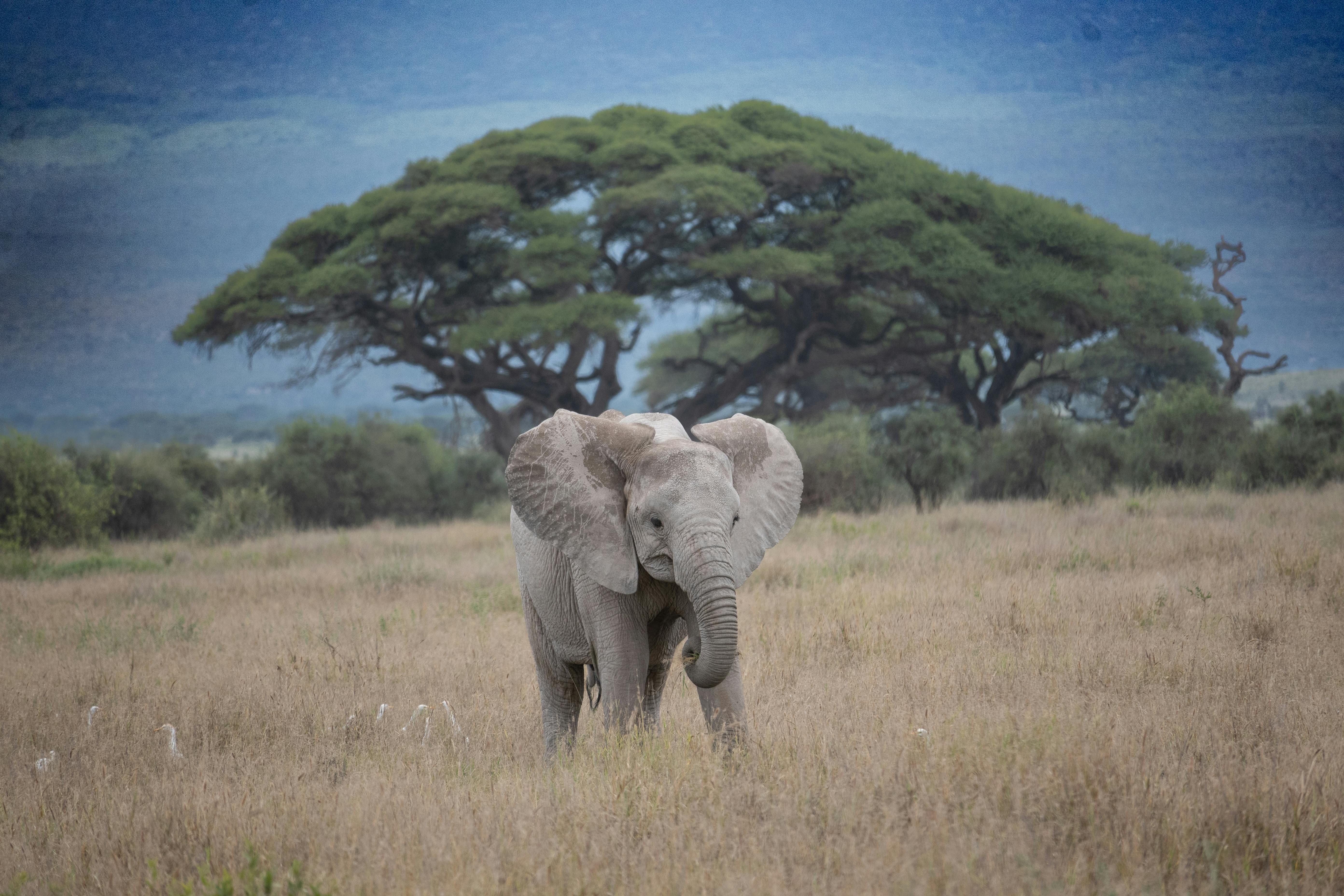 Experience Africa Like Never Before with a Kenya Tanzania Safari