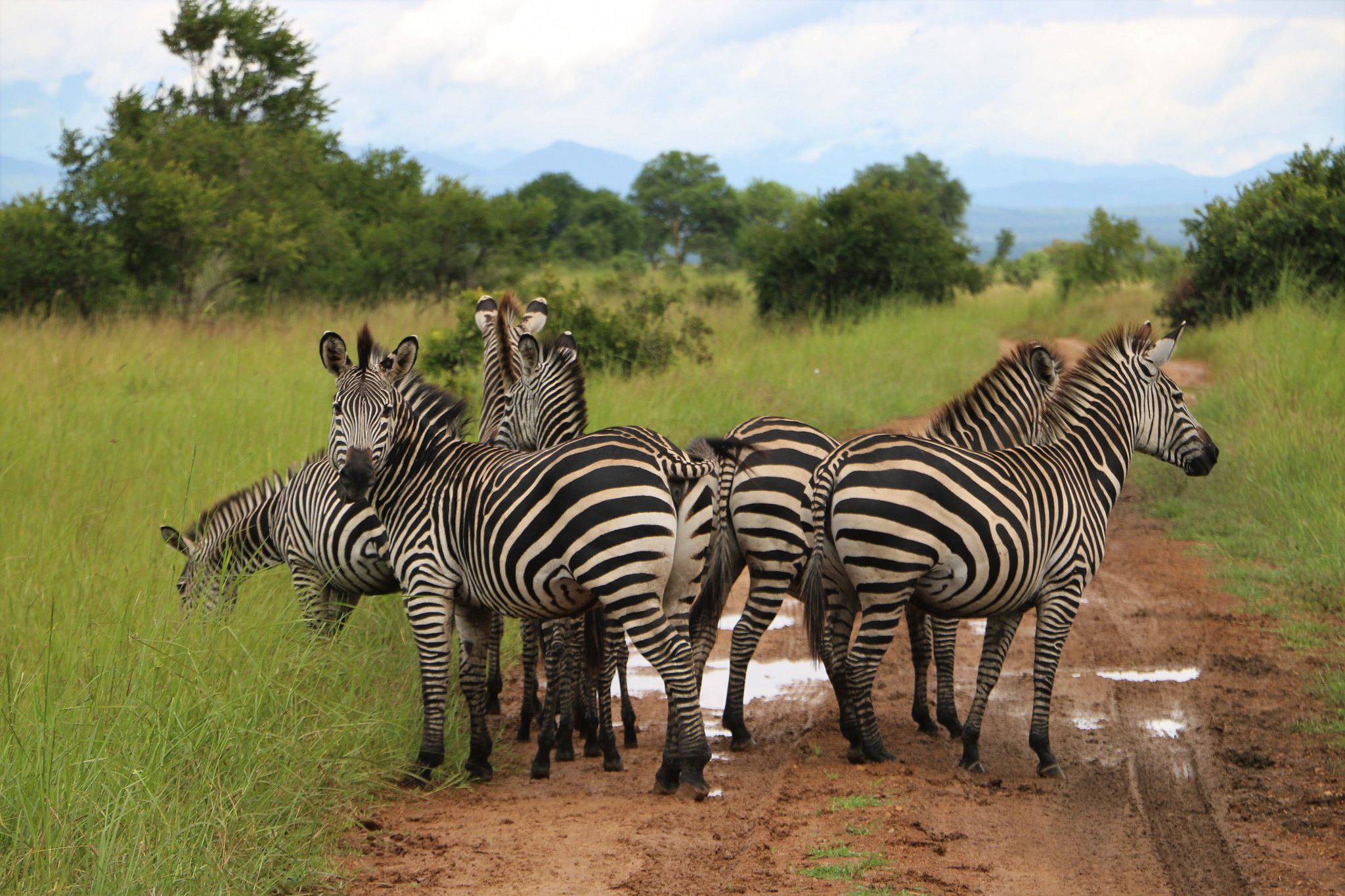 Mikumi National Park Tanzania Safari: Best Time to Visit & What to Expect