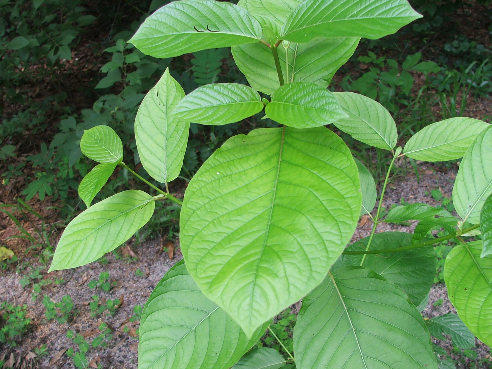 How to Buy Kratom Chiang Mai Online Securely