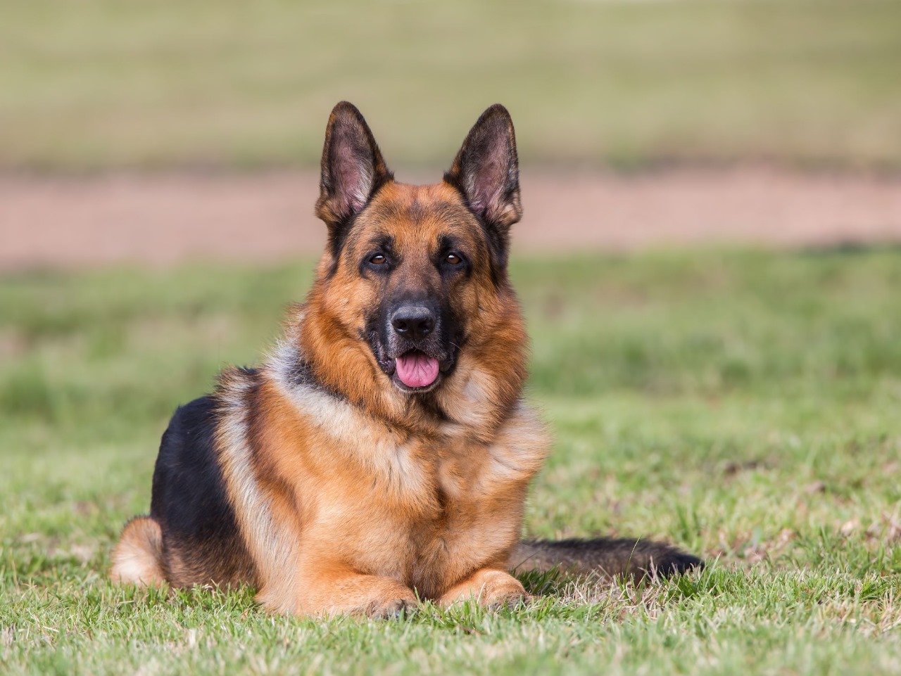 Why Security Dog Services Coventry Are Trusted for Commercial Protection