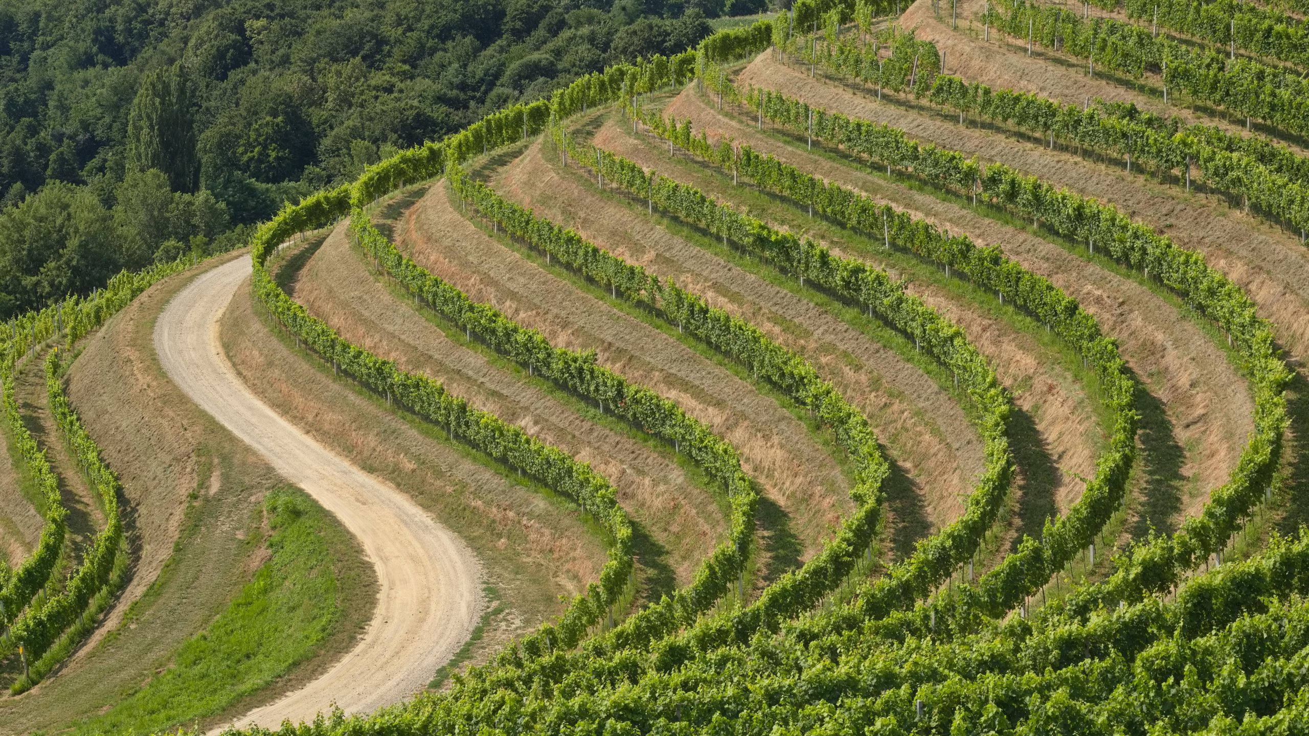 Why Clarksburg CA Should Be on Every Wine Lover’s Map