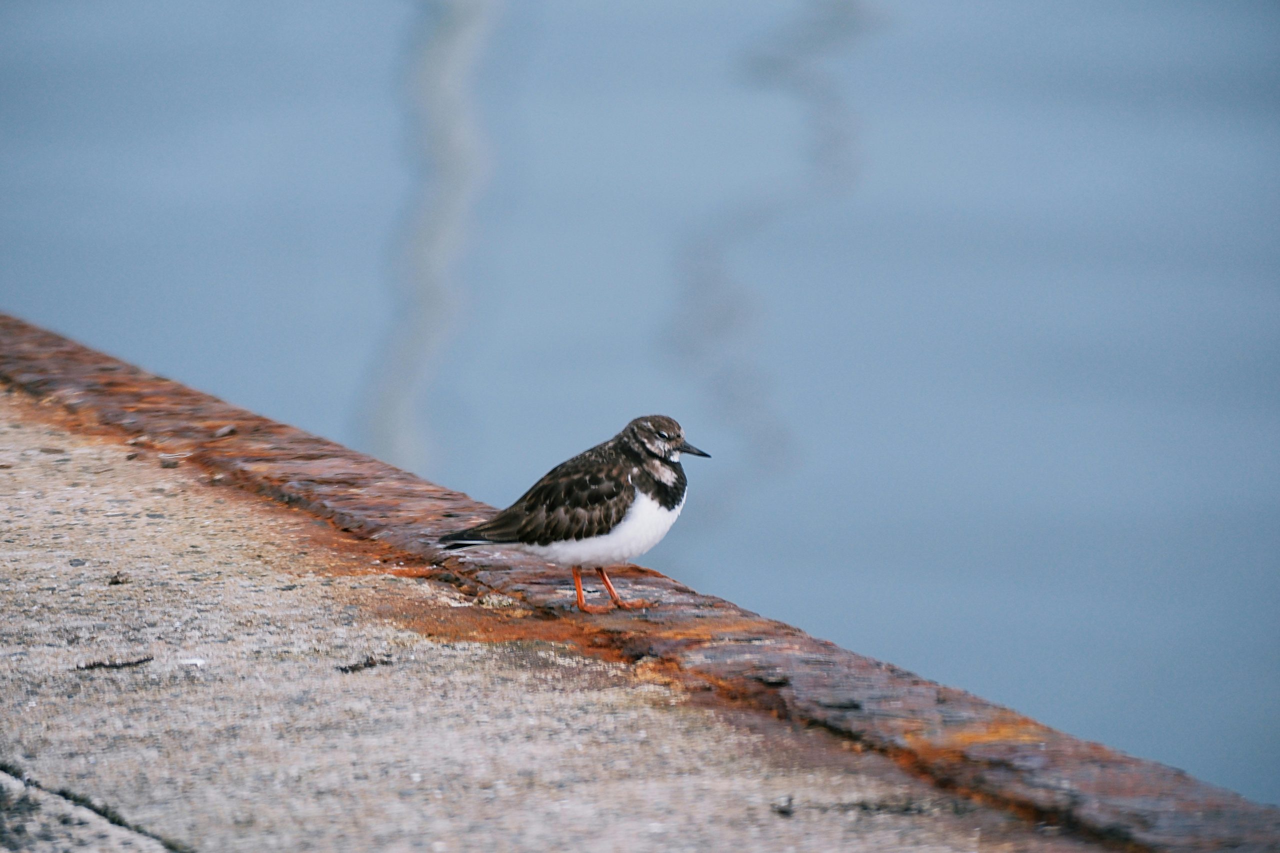 Floating Docks Galveston | Custom Solutions for Coastal Living